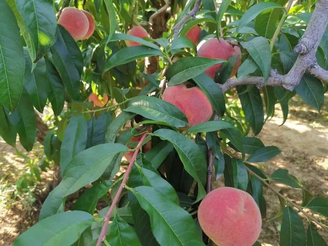 麻豆精品主播露脸视频在线 海报