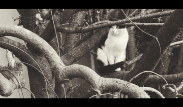 baoyutv最新跳转官网站入口海报