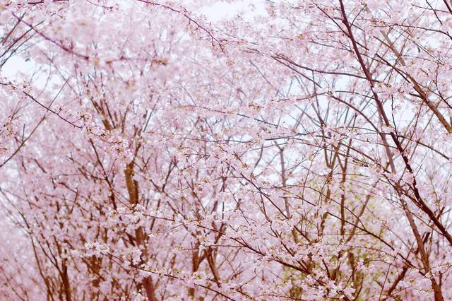 火影忍者纲手高清视频 希望这些信息对您有帮助海报