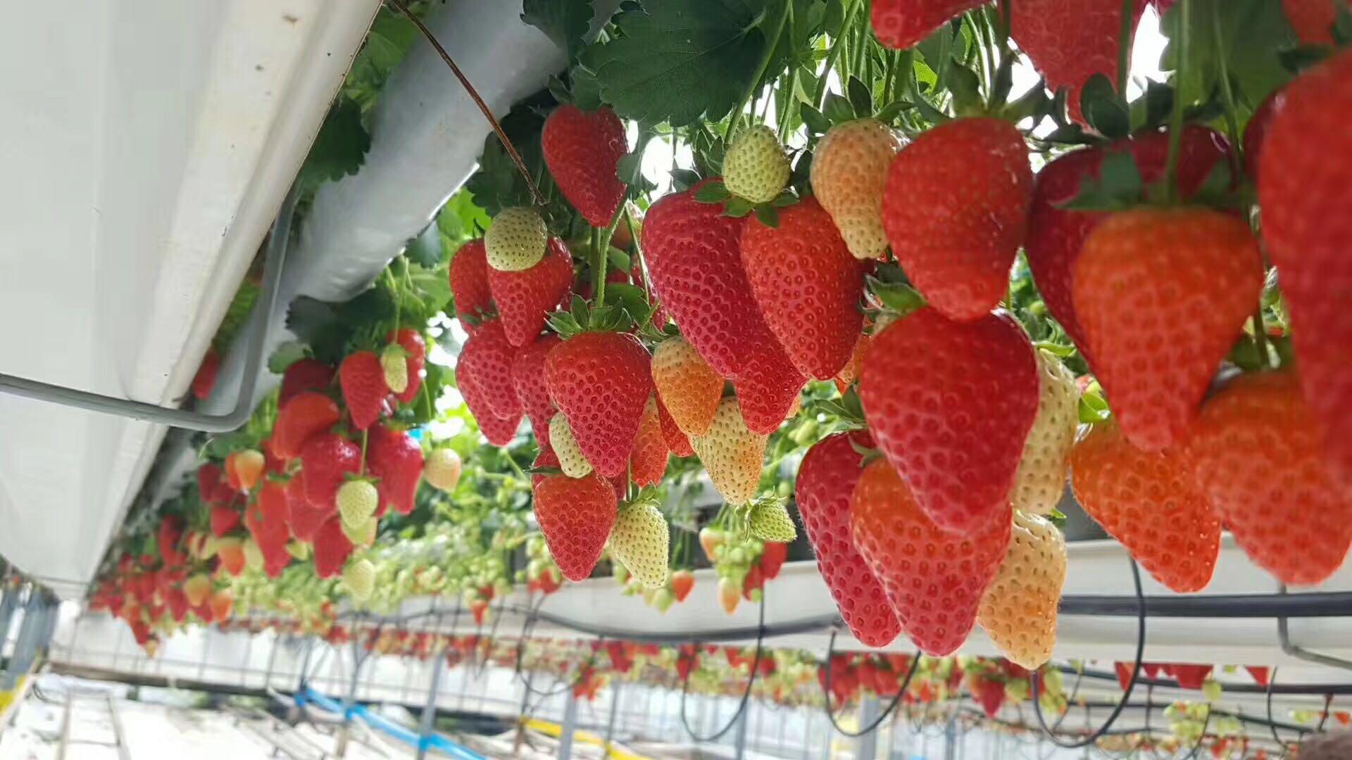 今日吃瓜爆料 相比豆瓣小组的深度讨论海报