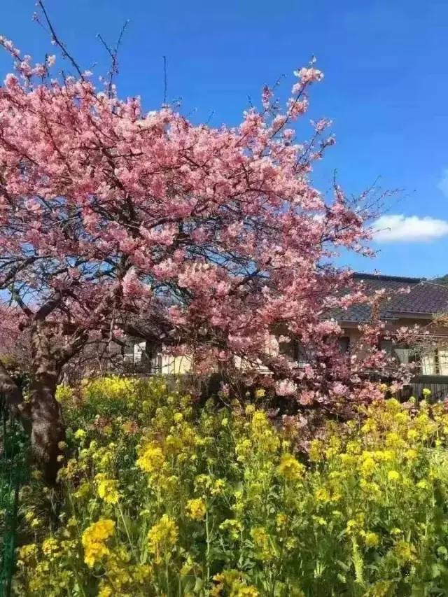 AV无码九九久久海报