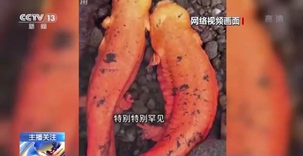 青山菜菜视频海报