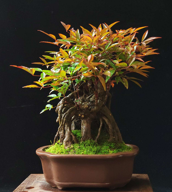 啄木鸟布莱克海报